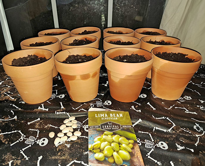 Science Fair Project - Lima Bean Water Conservation Plant Setup